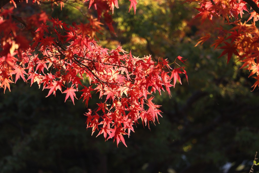 紅葉