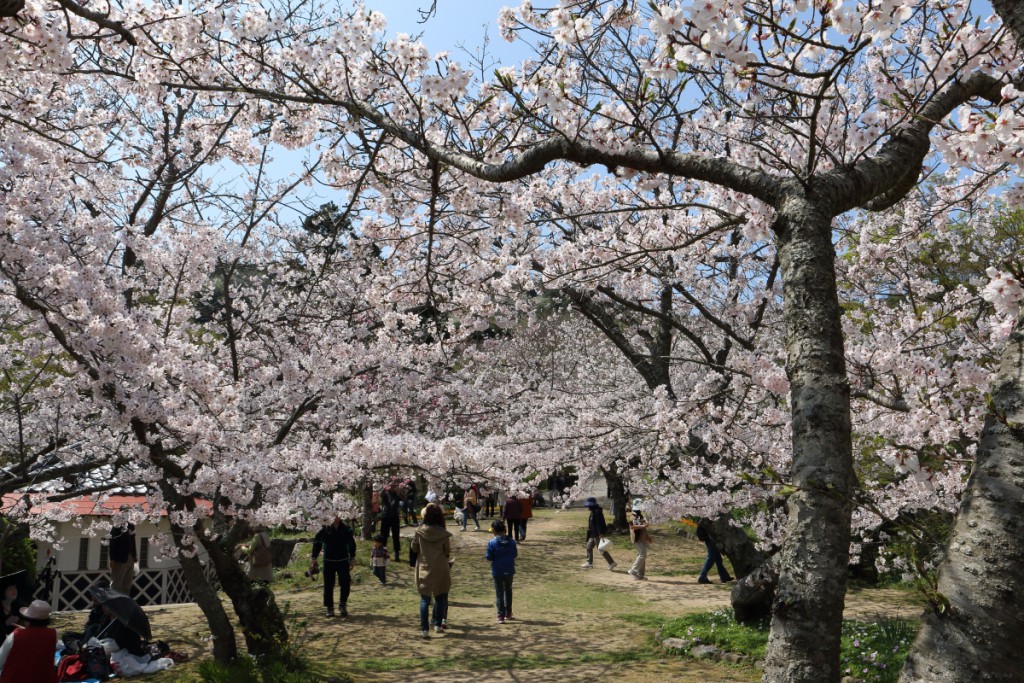 桜