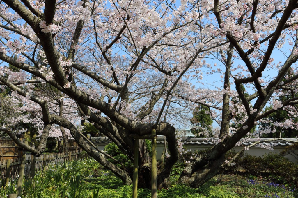 桜